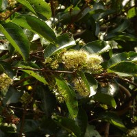 Combretum latifolium Blume